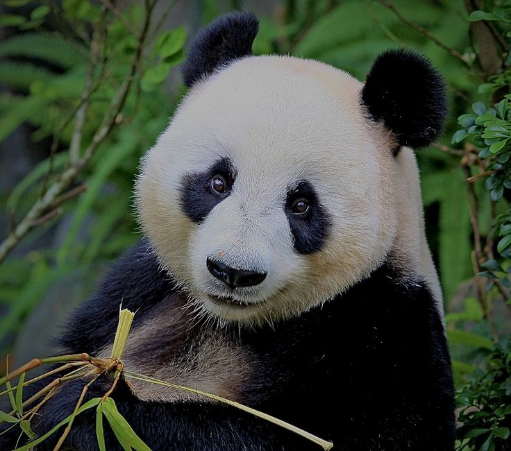 Пример изображения